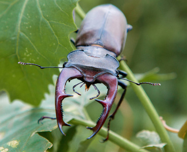 男鹿甲虫，对自然背景 Lucanus 鹿特写