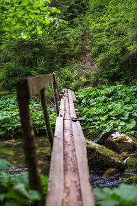 在森林里的木制桥