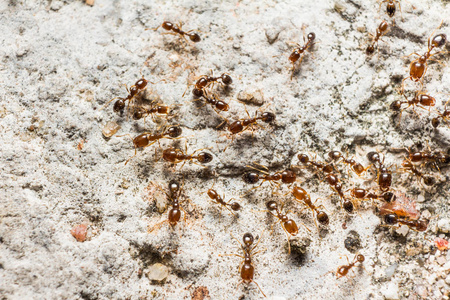 红棕色蚂蚁