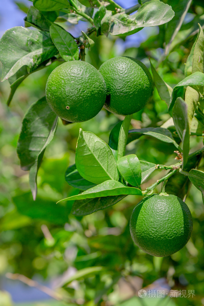 青柠檬柠檬树石灰石灰树