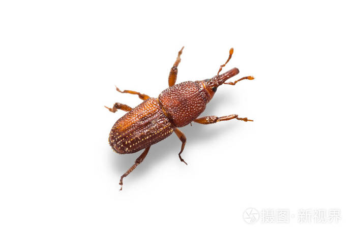 5184*3456px发票合同问题/作物害虫生物昆虫动物稻象虫查看作者其他