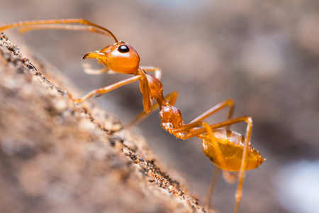 黄猄红色织叶蚁照片
