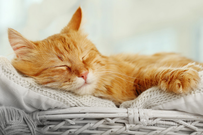红猫在室内休息照片-正版商用图片0e3748-摄图新视界