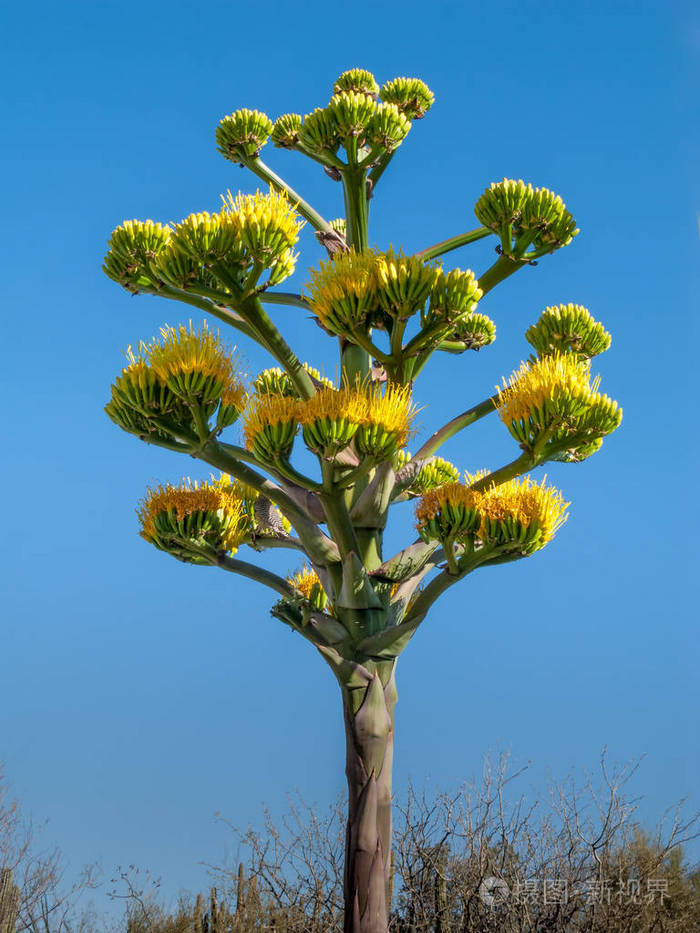 龙舌兰infloresence茎干黄色的花