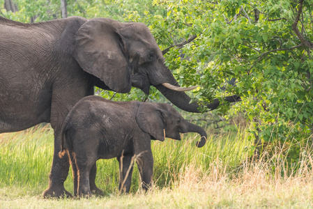 妈妈和婴儿大象