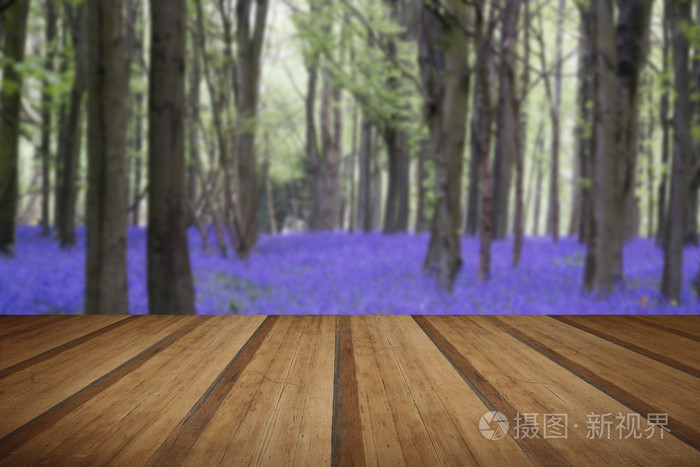 充满活力的蓝铃花地毯春天森林景观格局与木的计划