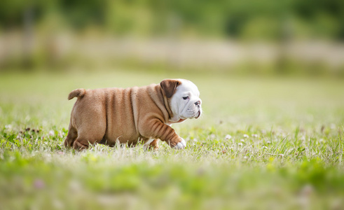 可爱的英国斗牛犬幼犬玩外面的一些