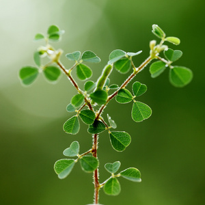 三片叶子三叶草三片叶子的三叶草照片