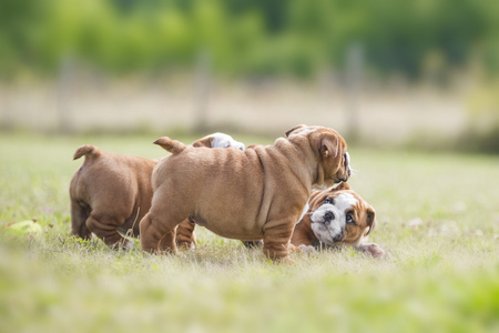 可爱的英国斗牛犬幼犬玩外面的一些