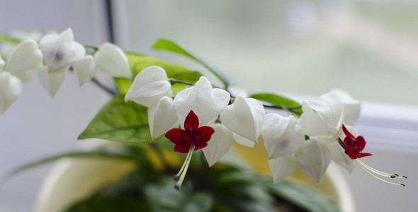 室内盆栽植物 Slerodendrum 汤姆森