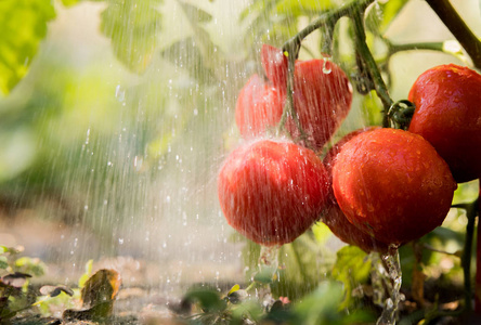 在温室花园浇水幼苗番茄照片