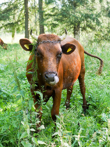 牛在草地上 奶牛场 蛋白质的食物
