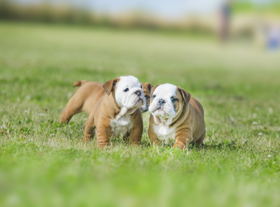 可爱的英国斗牛犬幼犬玩外面的一些