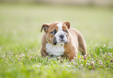 可爱的英国斗牛犬幼犬玩外面的一些