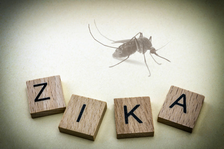 虎蚊，在南美洲，结合导致 Zika 病毒