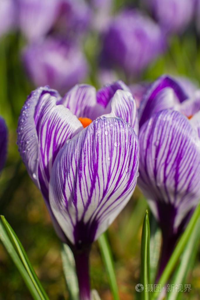 紫色番红花特写镜头春天风景