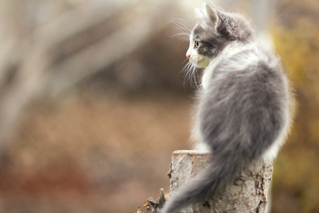 小小猫正坐在一个树桩上
