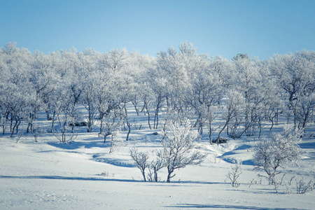 美丽的森林景观的一个飘雪挪威冬季的一天
