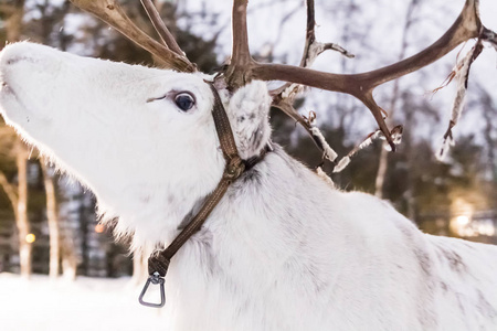 白色的驯鹿在雪地里