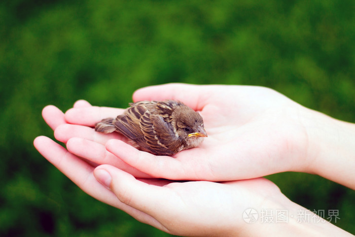 麻雀雏鸟的雏鸟黄喙在女性手中照片 正版商用图片0e3ozq 摄图新视界 麻雀雏鸟的雏鸟黄喙在女性手中照片 正版商用图片0e3ozq 摄图新视界