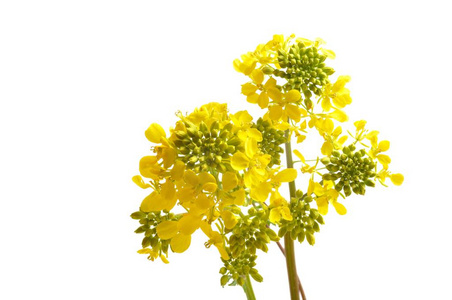 黄色芥末花与叶