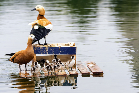 鸭子在湖的家庭