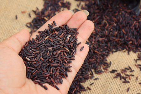 水稻浆果种子图片