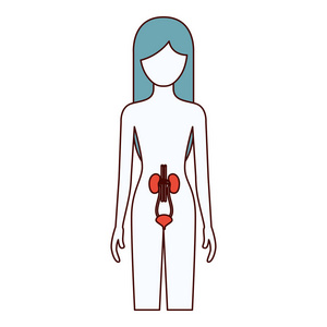 女性患者肾系统人体的颜色部分剪影