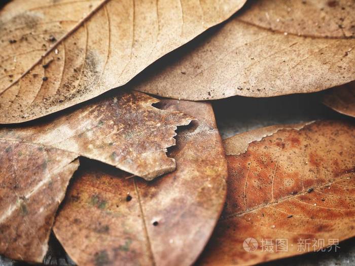 干燥的秋天叶子的接近的看法纹理背景