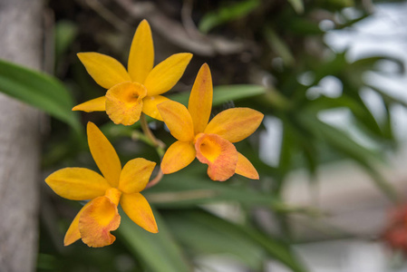 花兰科或兰花花