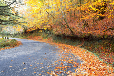有彩色树在秋天的季节的道路