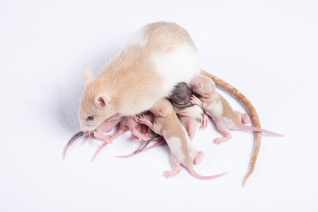 母老鼠喂食母乳喂养的大鼠儿童照片