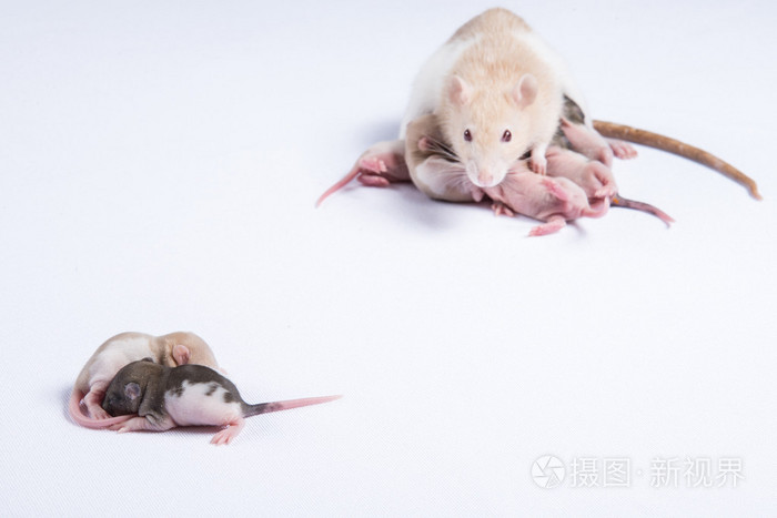 母老鼠喂食母乳喂养的大鼠儿童