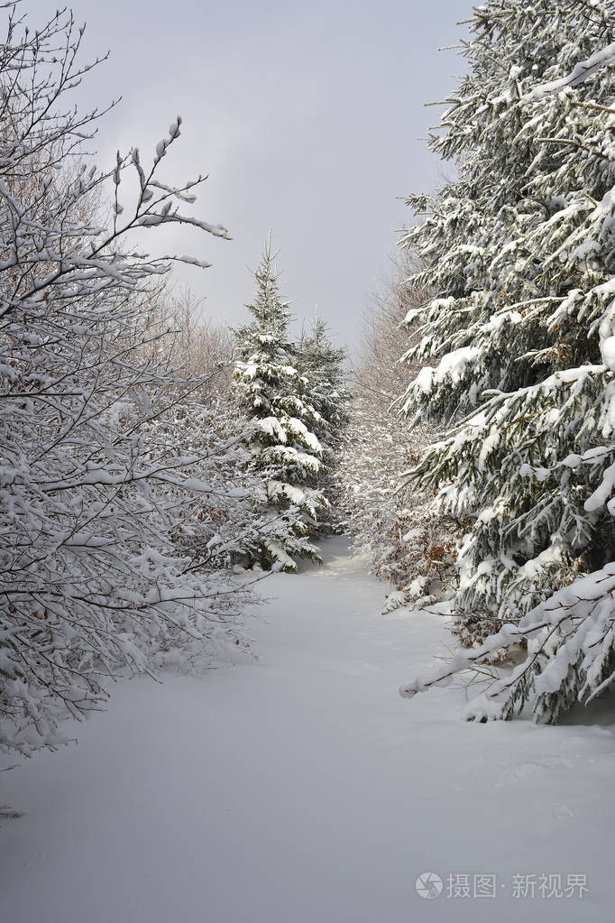 冬季景观与冷杉和白桦树在雪中。白雪覆盖的树木