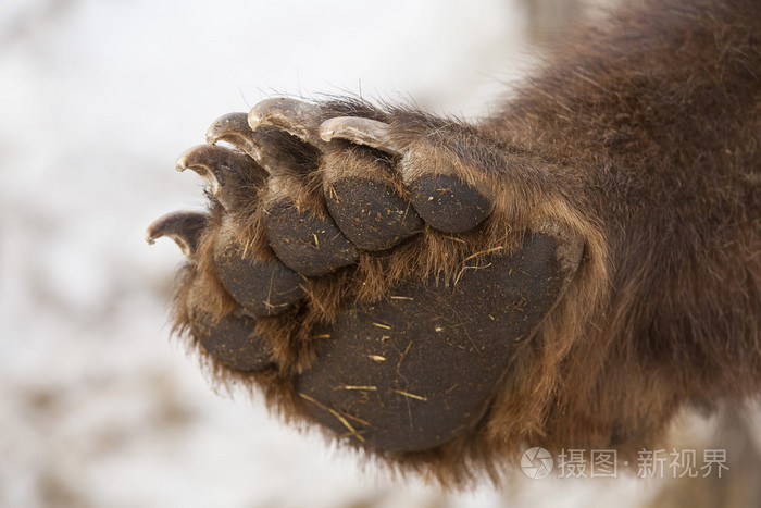 棕色的熊爪子