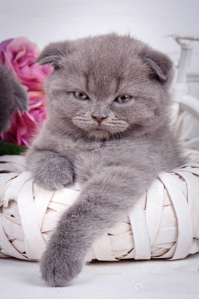 灰色的苏格兰小猫蓝眼睛的肖像
