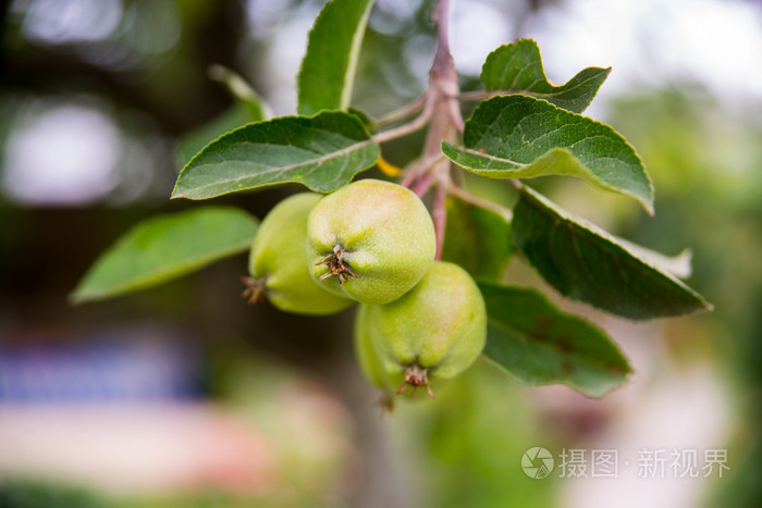 未成熟的绿色鲜食苹果生长在树枝上summerrussia