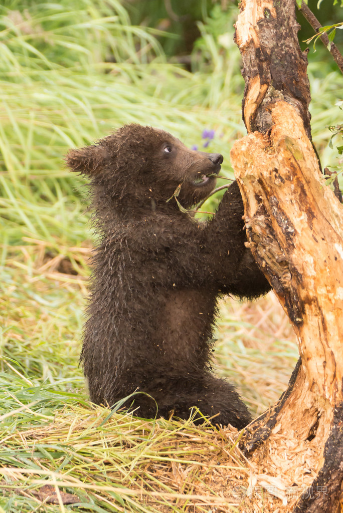 乌苏里棕熊幼崽图片