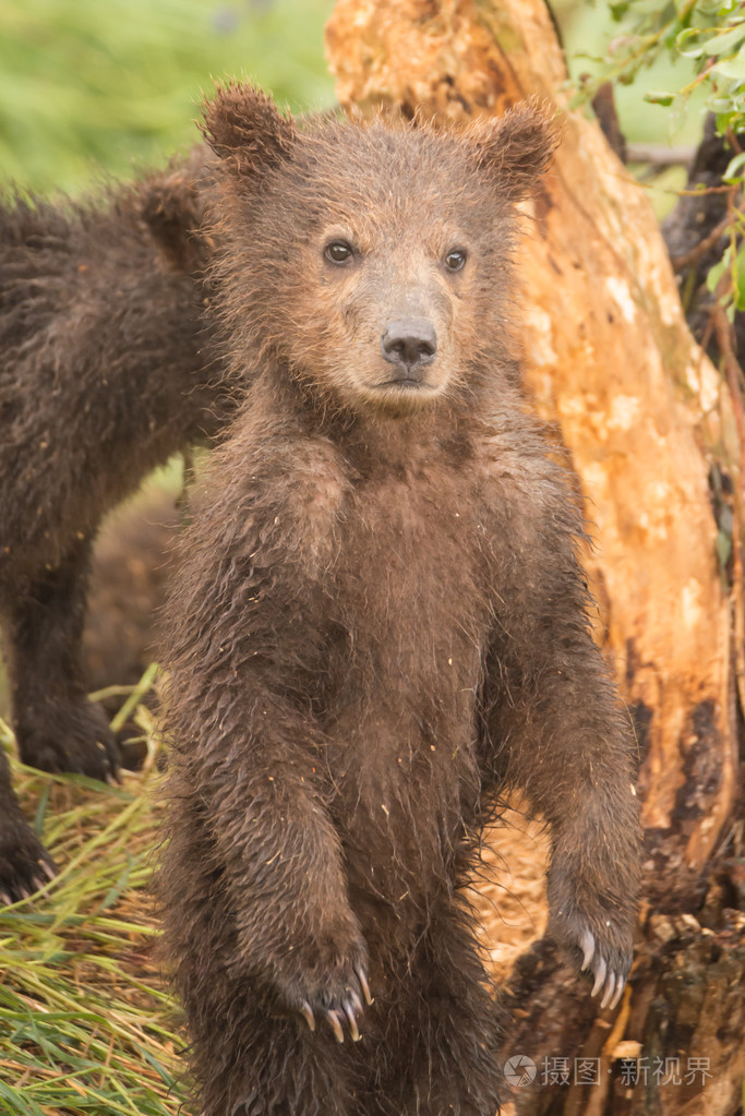 后腿站立的棕熊幼崽