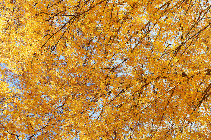枯黄的落叶的分支树,阳光明媚的秋天背景