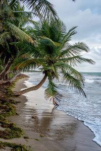 椰子棕榈树生长强图片
