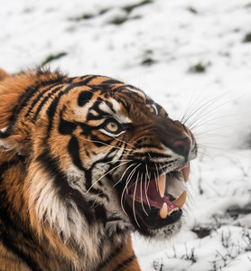 西伯利亚虎在雪上图片