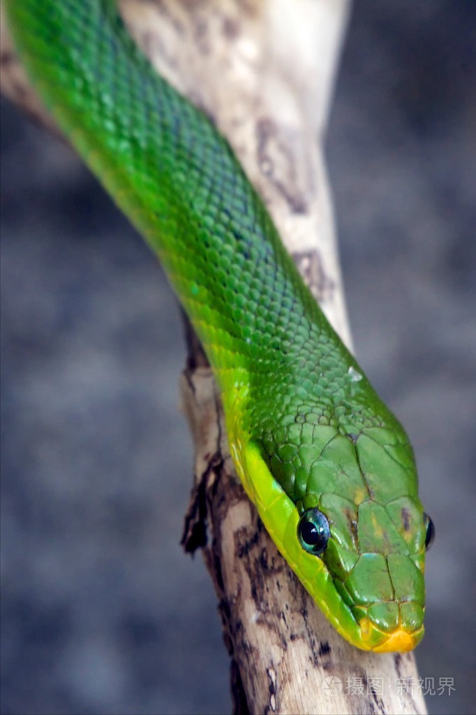 绿色的 ratsnake (gonuosoma oxicephala) 在一块木头上的头