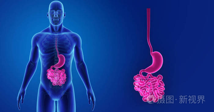 胃和小肠