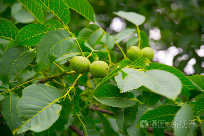 未成熟的绿色核桃要在树枝上。夏季