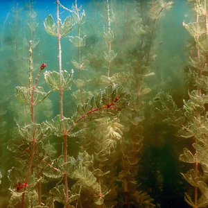 海底的植物。水下植物河流 湖泊 池塘