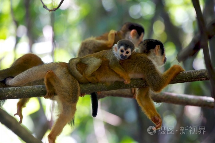 年轻的松鼠猴与他的母亲在一棵树