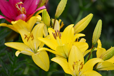 百合花在雨后的水滴