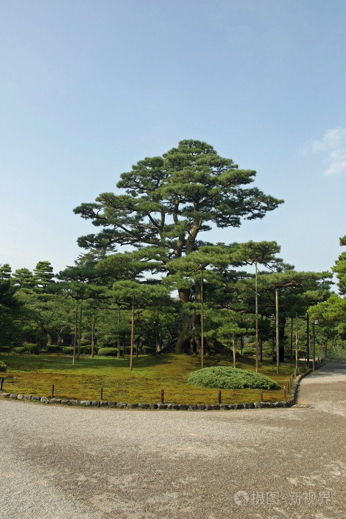 neagari松树在kenroku日本花园金泽石川日本