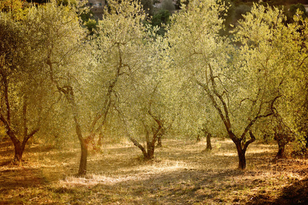 炎热气候下生长的橄榄树图片